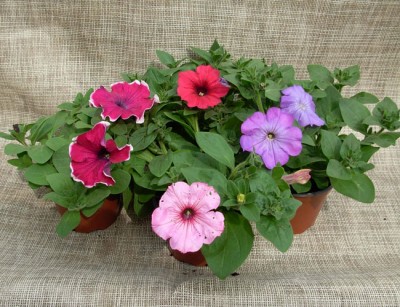 petunia2-400x307