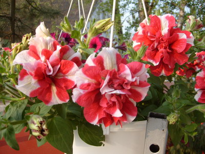 petunia2_resize