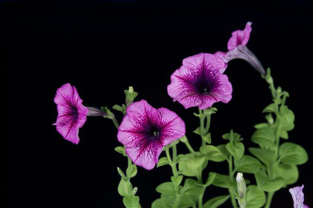 petunias