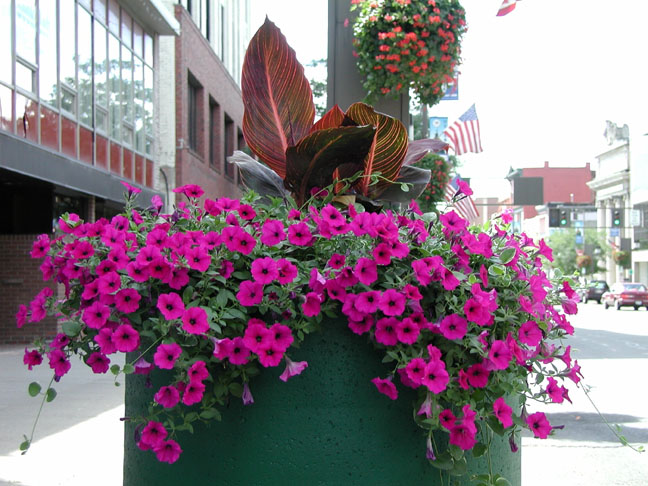 petunias 1