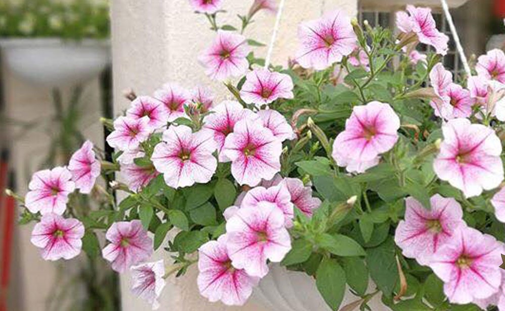 petunias-flores