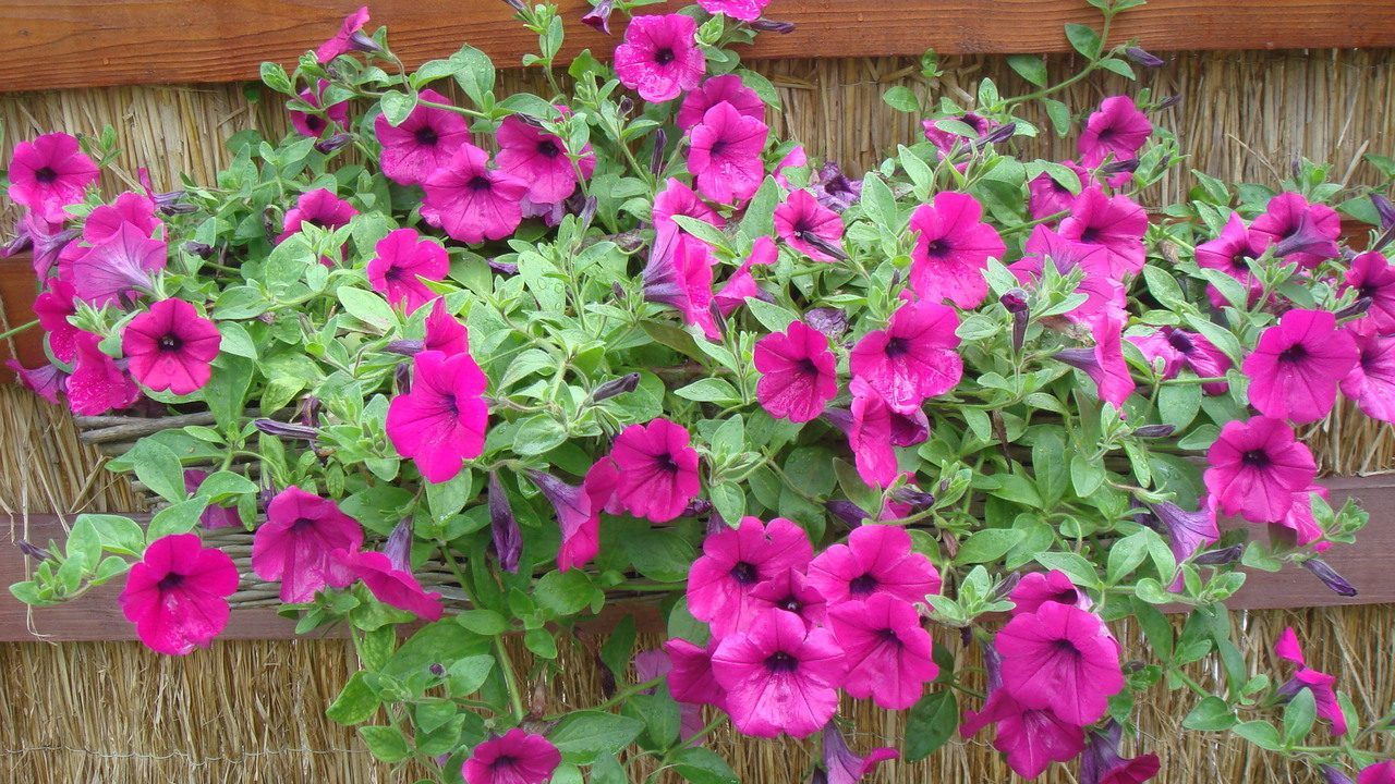 petunias-no-jardim