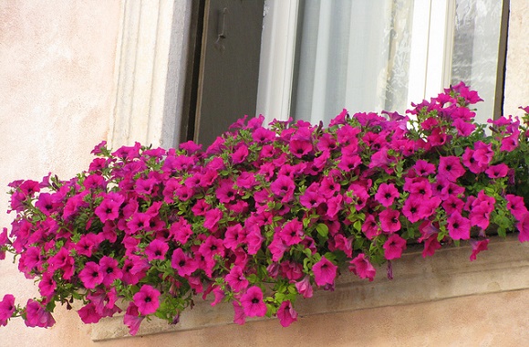 petunias