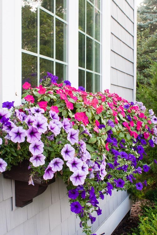 petunias