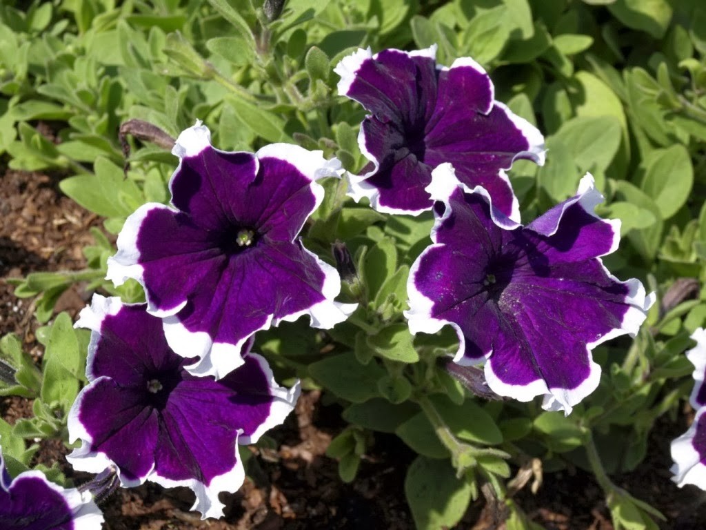 petunias