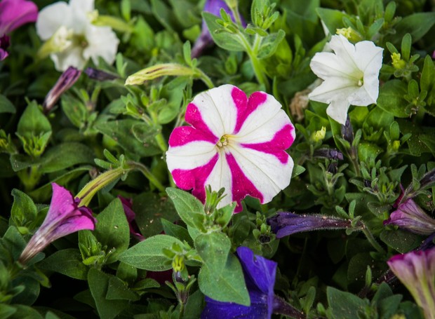 petunias