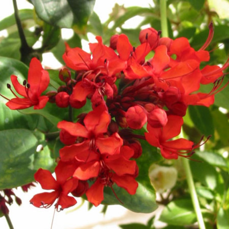 clerodendron-splendens