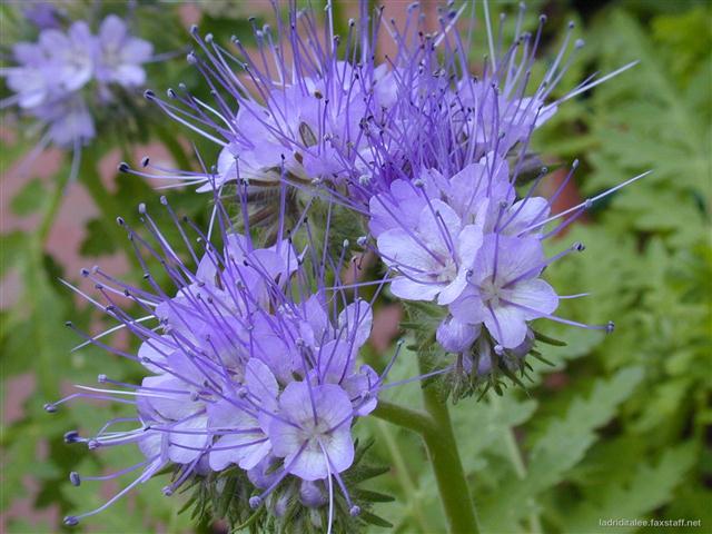 phacelia_tanacetifolia