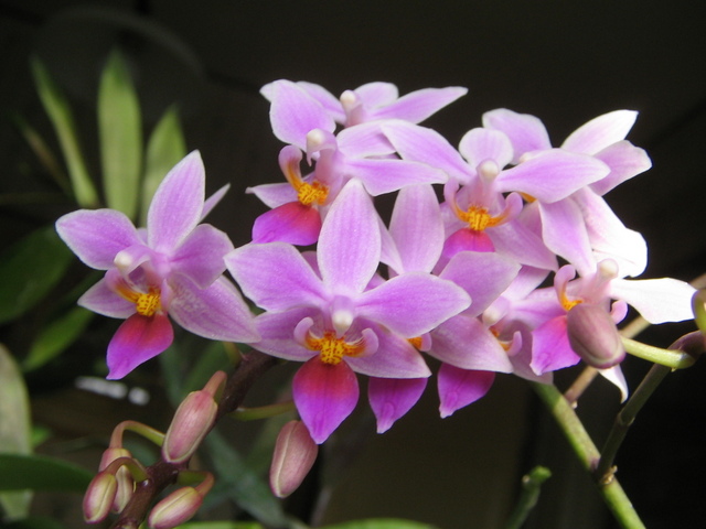 phal equestris