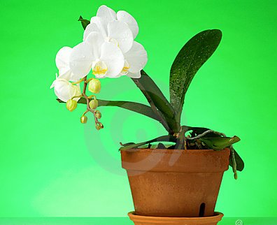 phalaenipsis 2