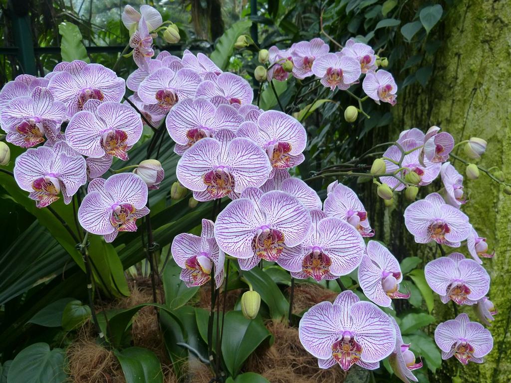 phalaenopsis-