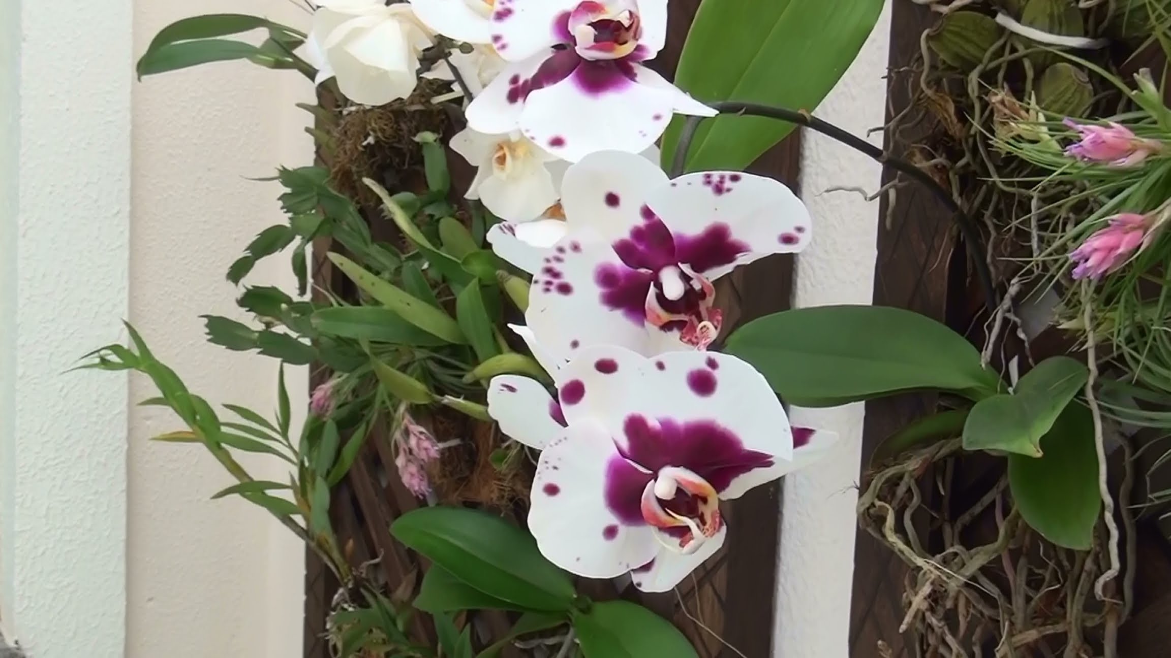 phalaenopsis pintada