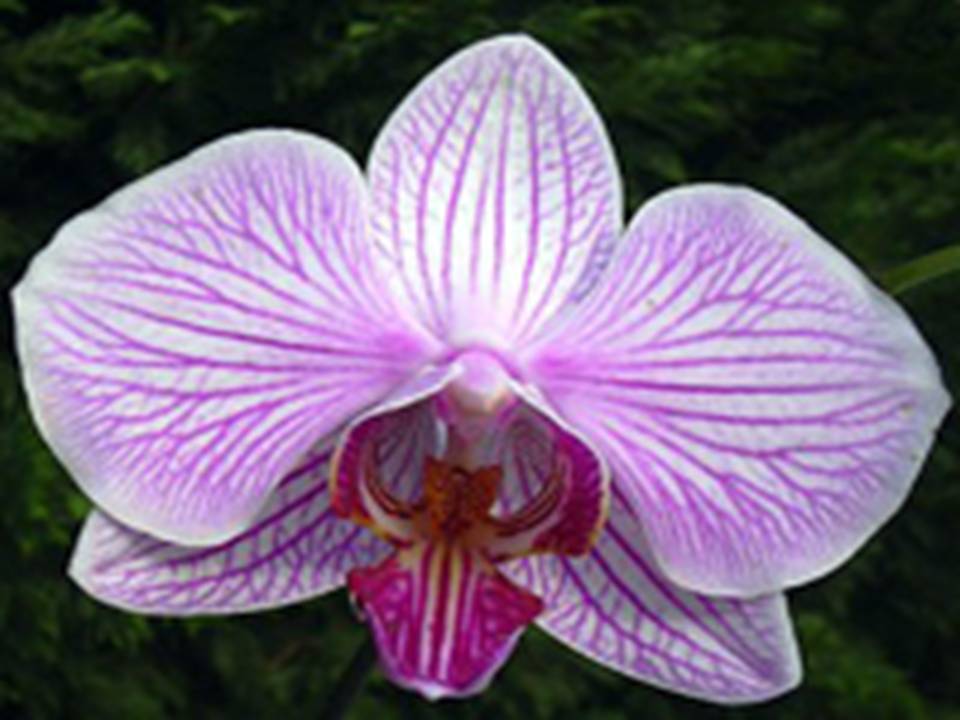 phalaenopsis