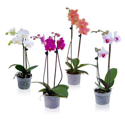 phalaenopsis