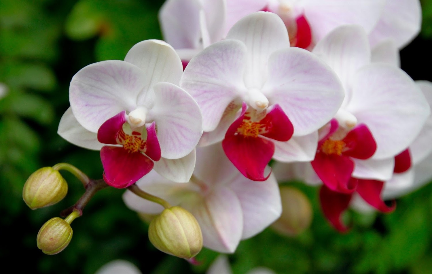 phalaenopsis