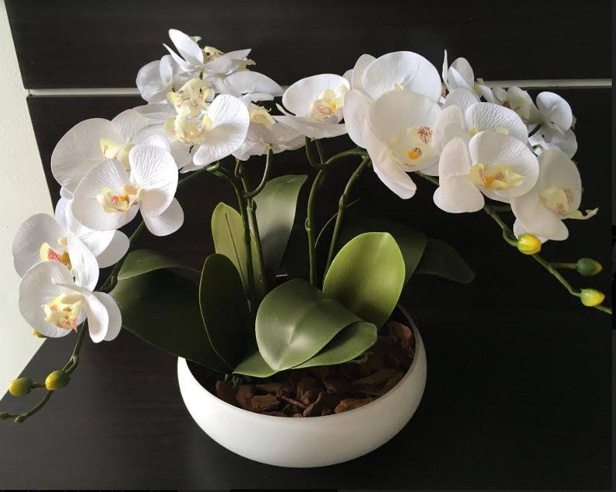 phalaenopsis