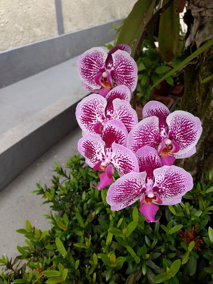 phalaenopsis1