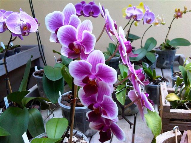 phalaenopsis