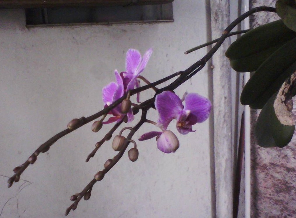 phalaenopsis