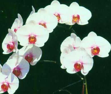 phalaenopsis