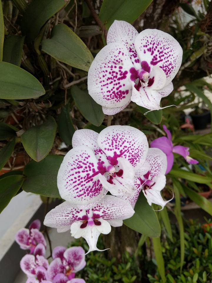 phalaenopsis2