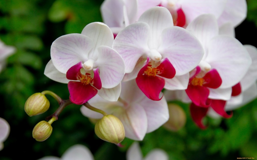 phalaenopsis