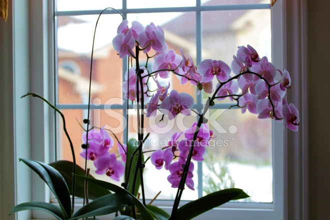 phalaenopsis