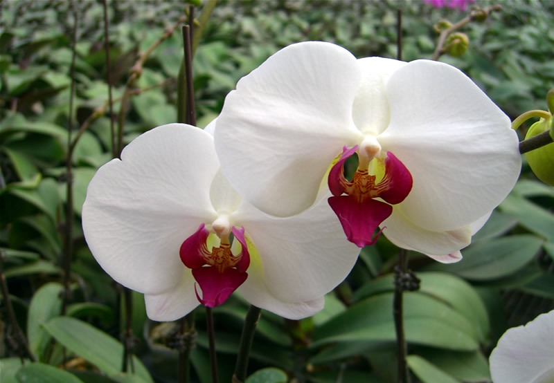 phalaenopsis