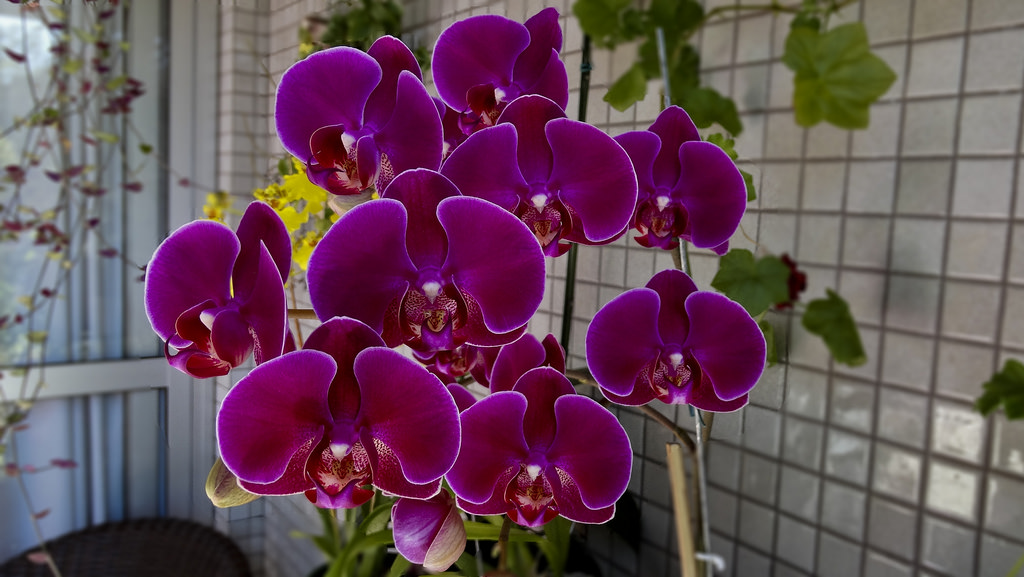 phalaenopsis