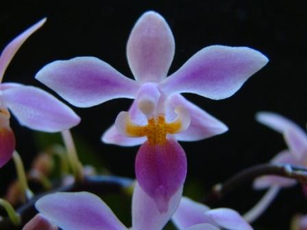 phalaenopsis_equestris1