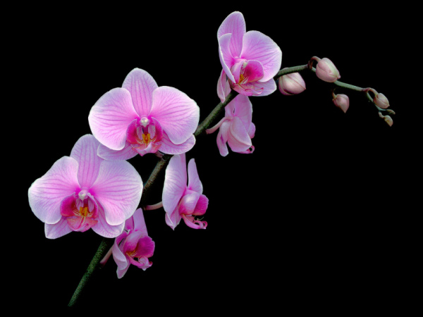 phalaenopsis_pink