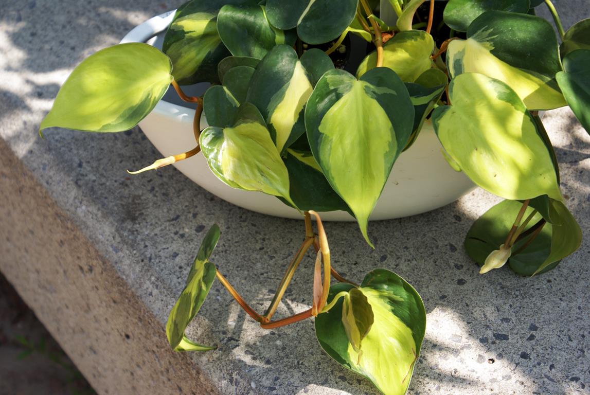 philodendron-hederaceum-brazil