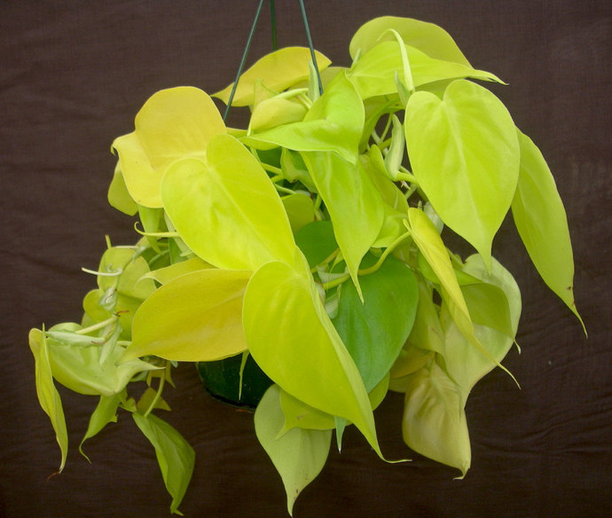 philodendron-hederaceum