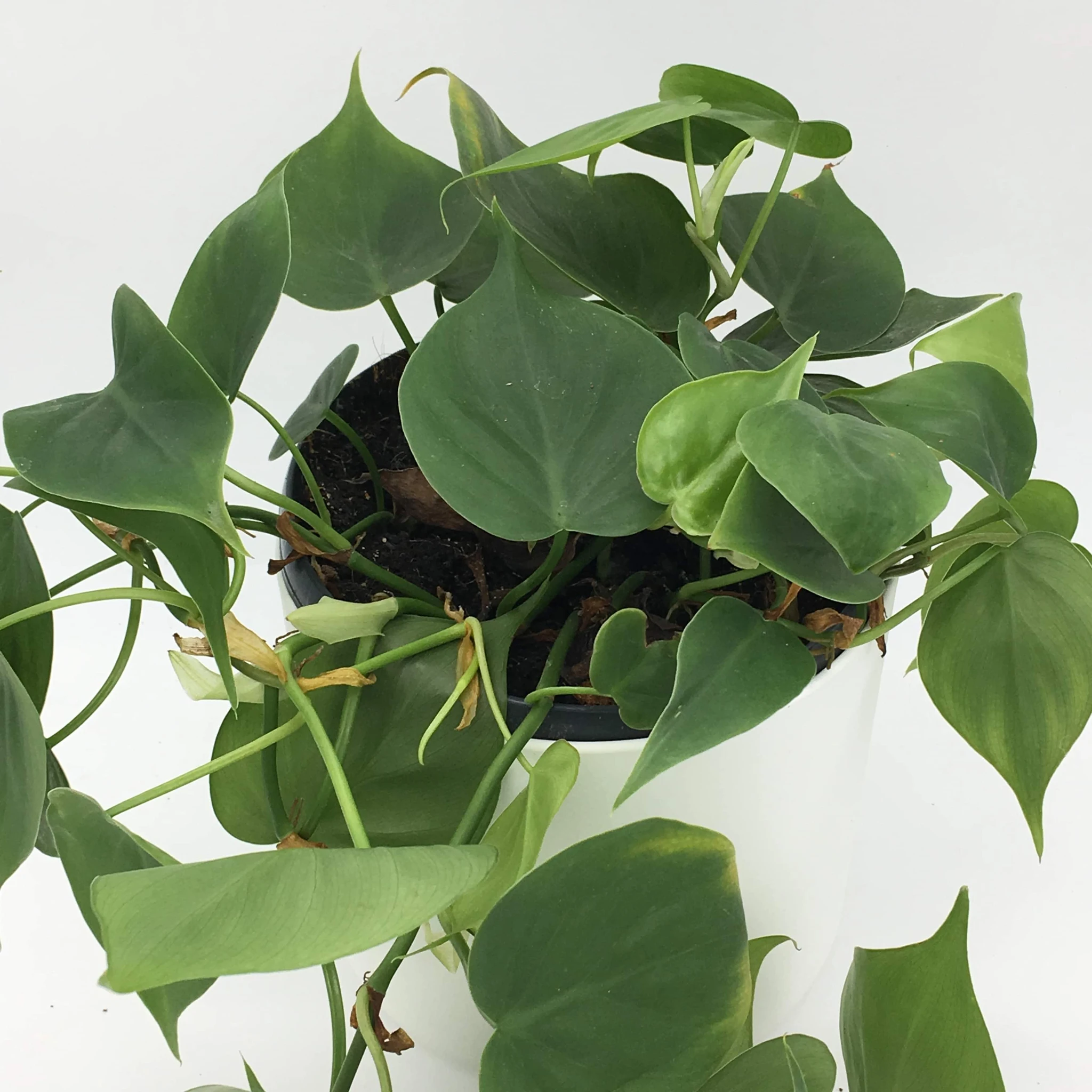 philodendron-scandens