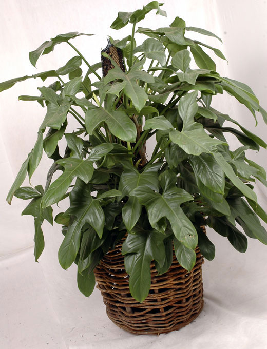 philodendron