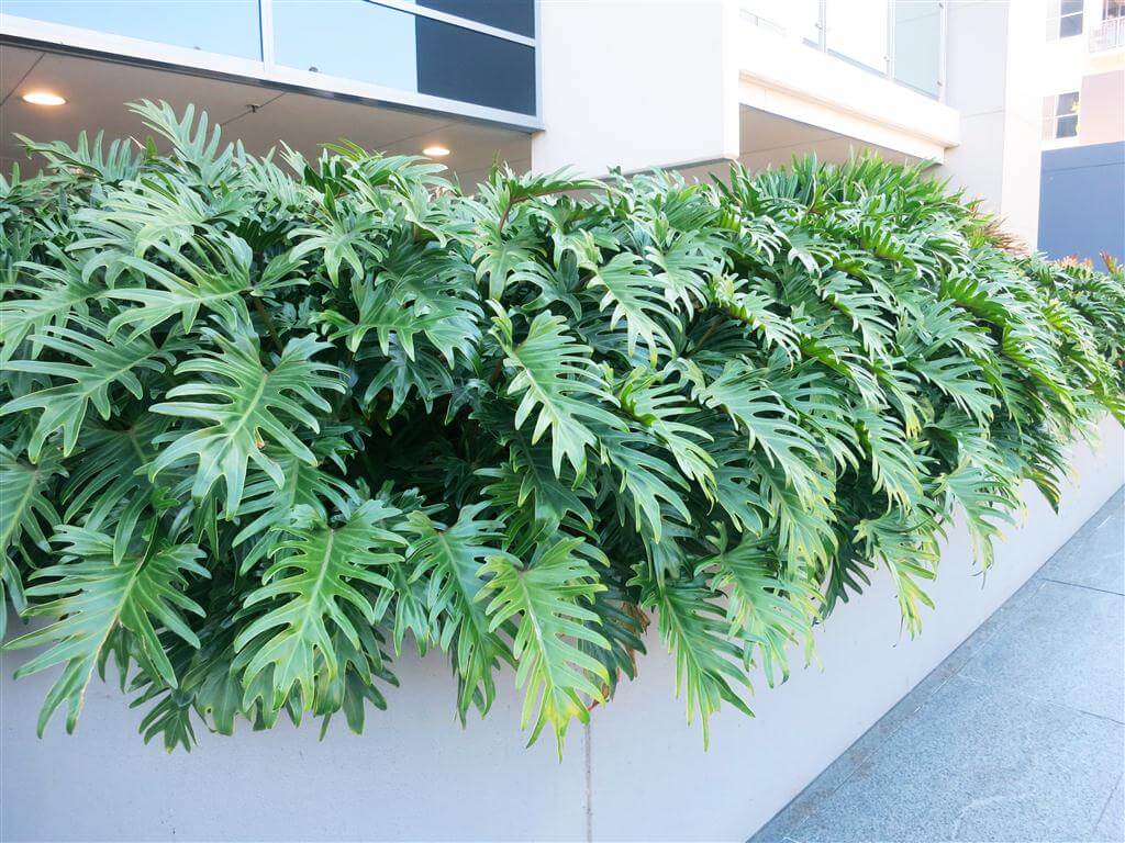 philodendron