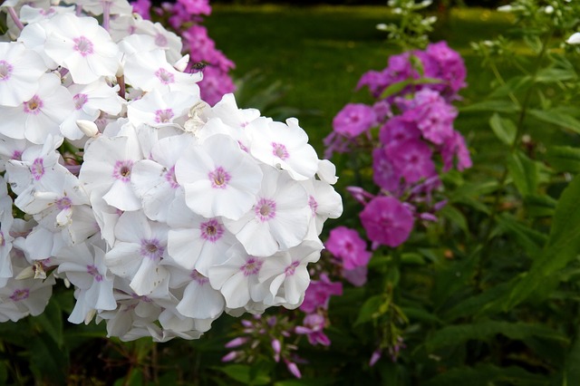 phlox-