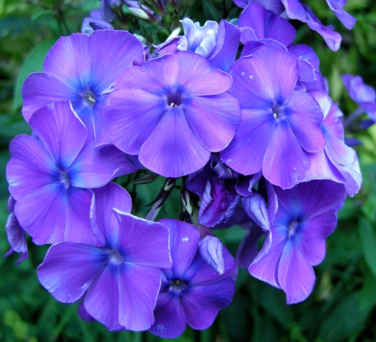 phlox-paniculata-blue-paradise