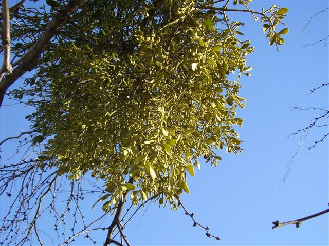 phoradendron flavescens (Small)