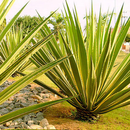 phormium_tenax