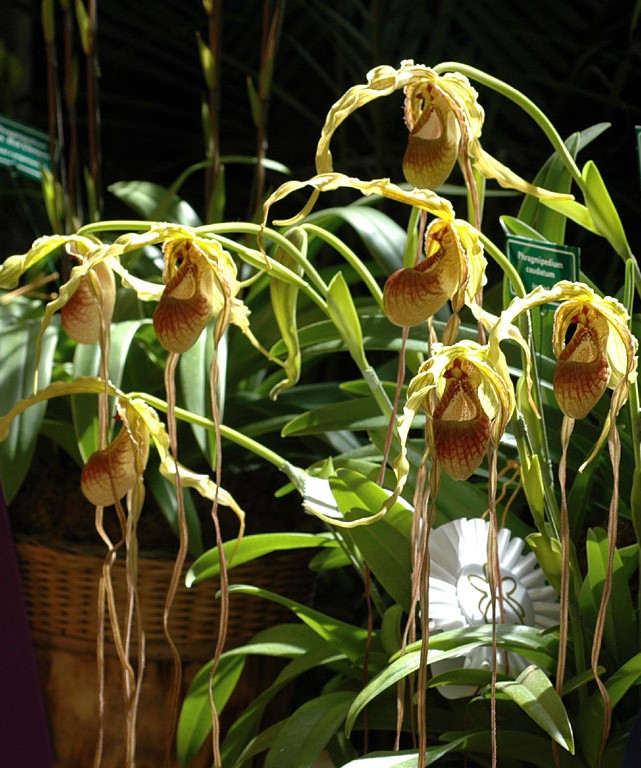 phragmipedium-caudatum