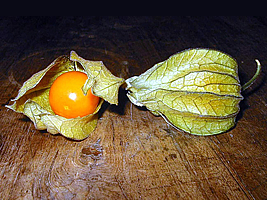 physalis_sp