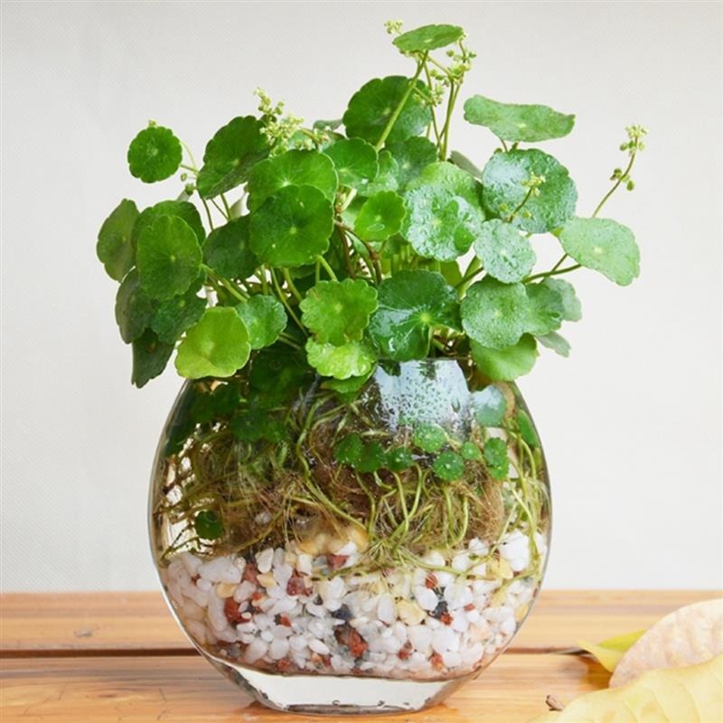 pilea-1