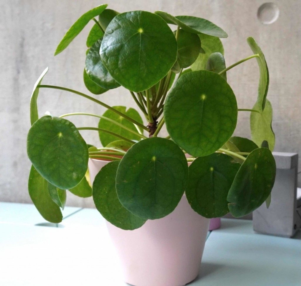 pilea-6