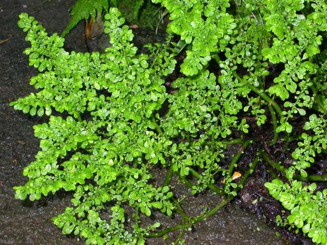 pilea microphylla (Small)