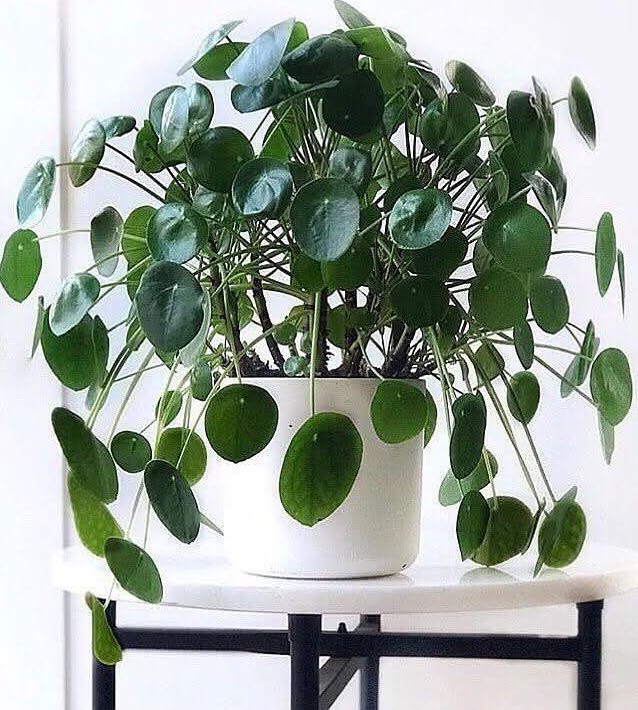 pilea