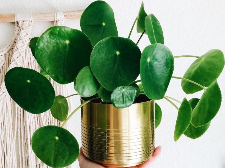 pilea