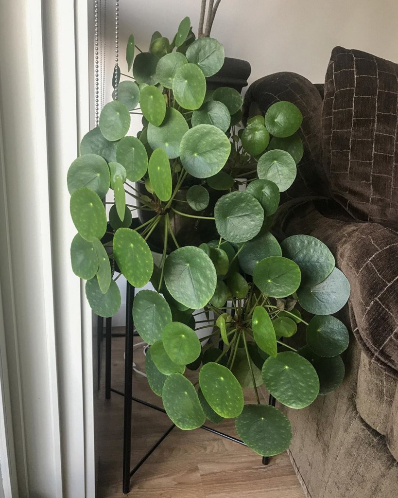 pilea