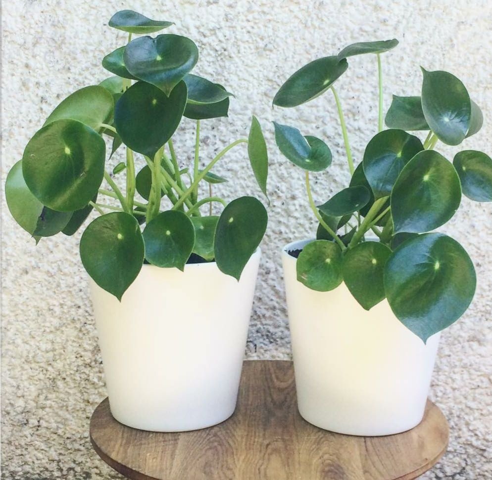 pilea