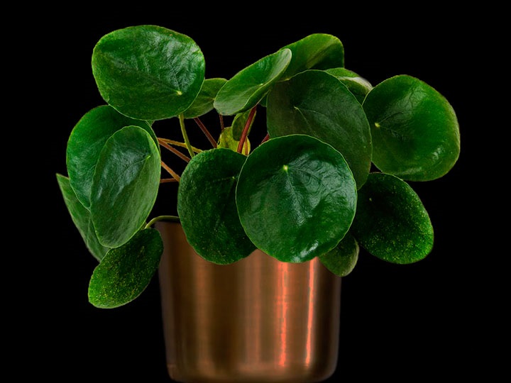 pilea_peperomioides_01